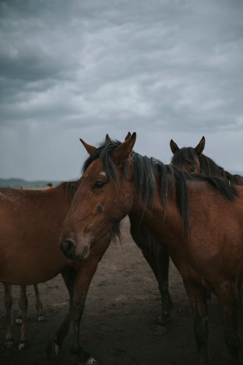Chestnut Horses on Field under Cloudy Sky