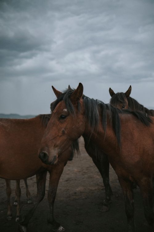 Free Group of wild mustangs gathered outdoors during a cloudy day, capturing their natural beauty. Stock Photo