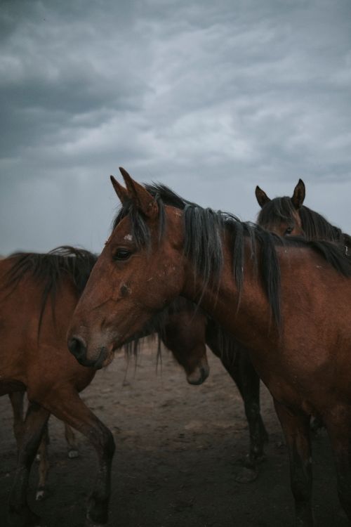 Free Herd of majestic horses on a moody day, perfect for nature lovers. Stock Photo