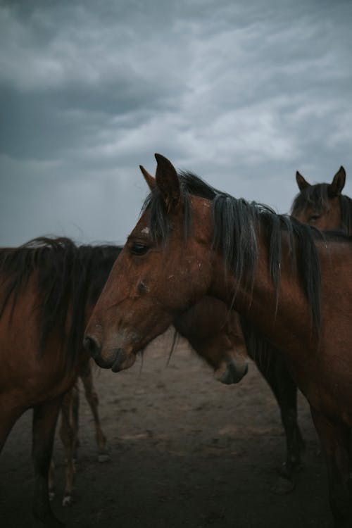 Бесплатное стоковое фото с mustang, вертикальный выстрел, домашний скот