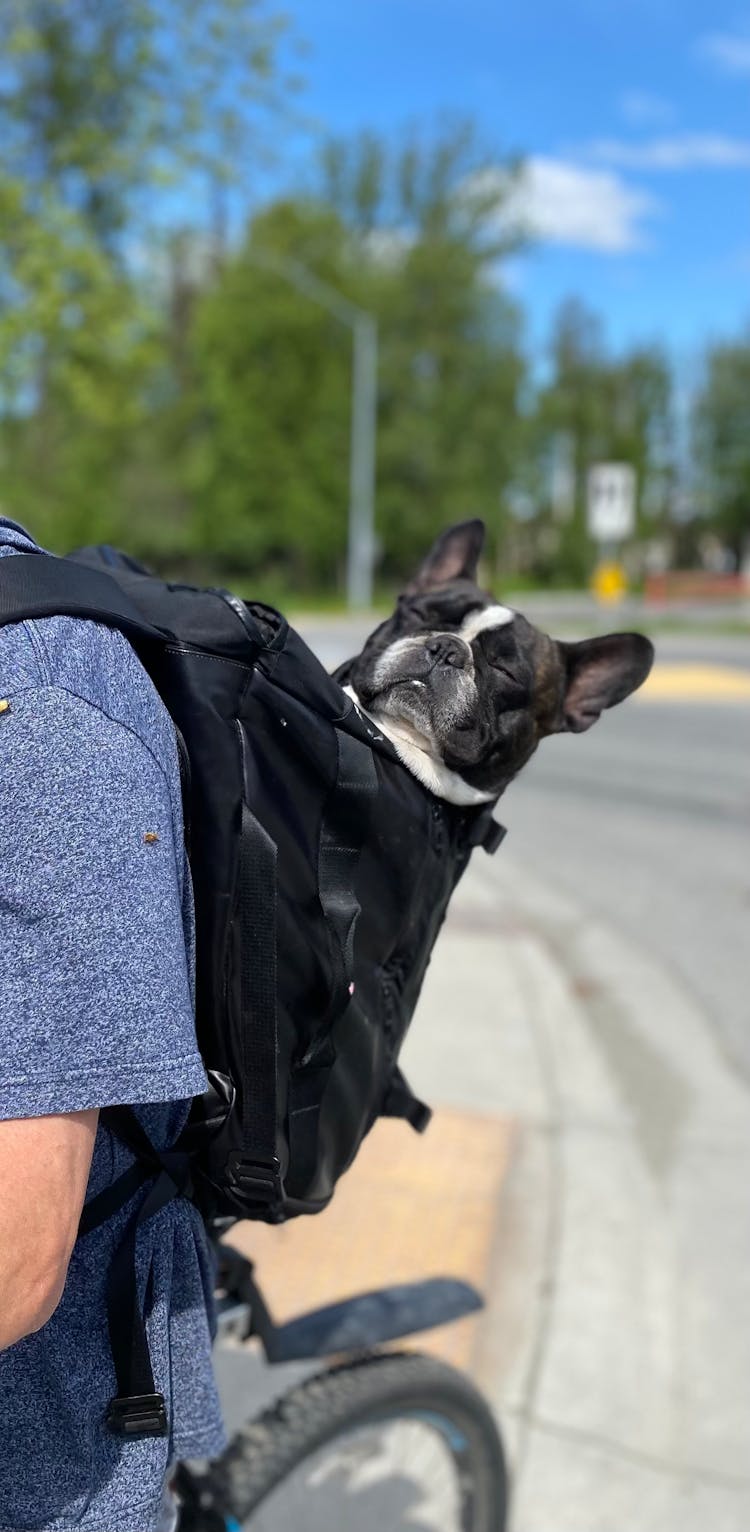 Dog With Eyes Closed In Backpack