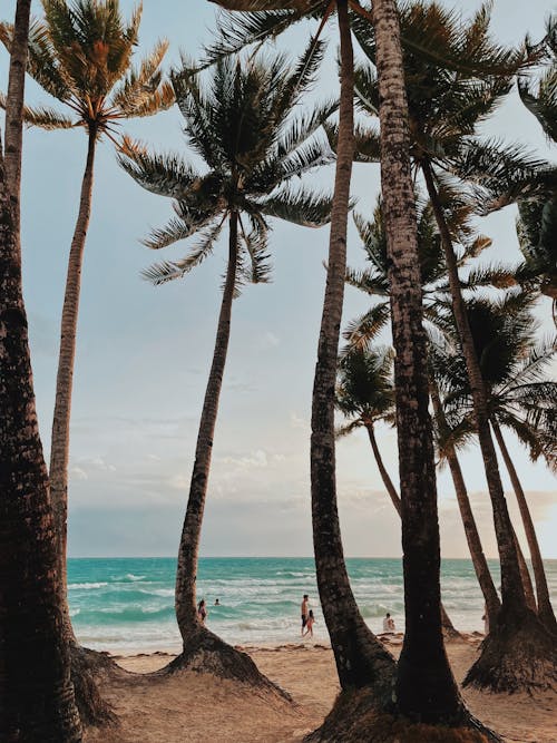 Free Palms on a Tropical Beach Stock Photo