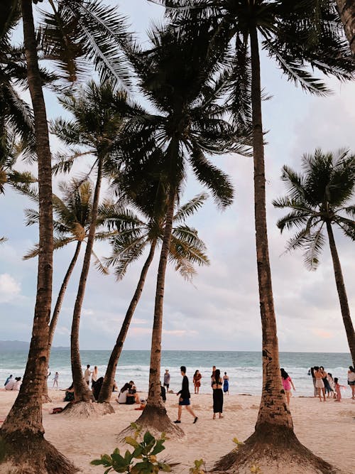 Free Palm Trees on Beach on Sea Shore Stock Photo