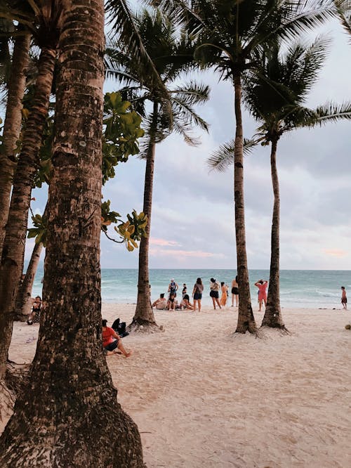 Free Palm Trees on Beach Stock Photo