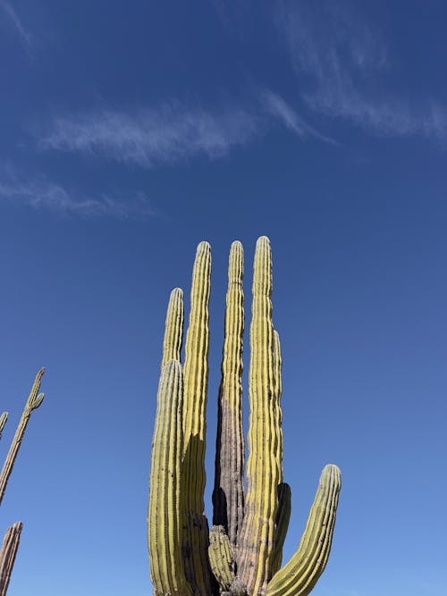 Immagine gratuita di cactus, cielo azzurro, deserto