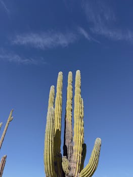 A vibrant saguaro cactus reaching against a clear blue sky in a desert setting.
