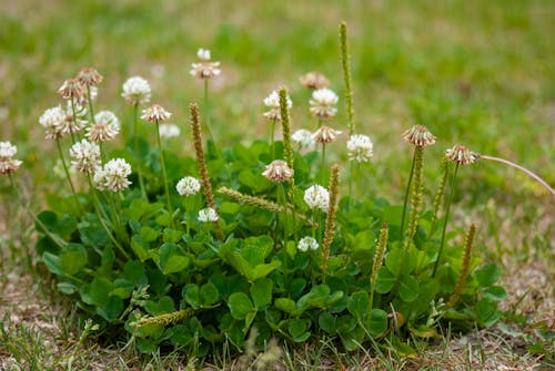 Kostnadsfri bild av anläggning, blommor, gräs