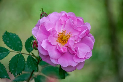 Kostenloses Stock Foto zu blätter, blume, blütenblätter