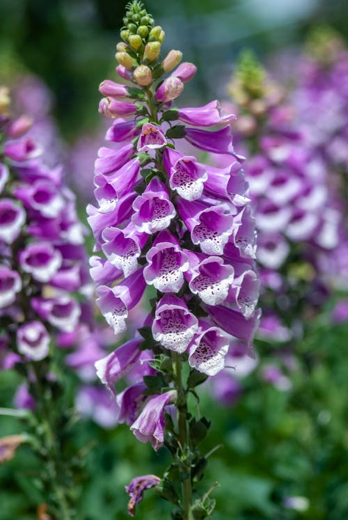 Purple Flower in Garden