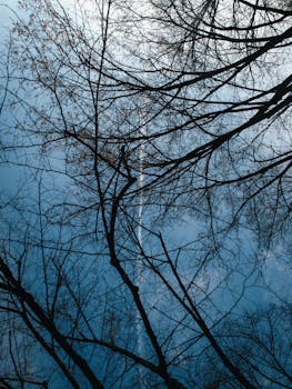 在清澈蓝天的映衬下，错综复杂的树枝构成了一幅宁静的景色，捕捉到了大自然之美的本质