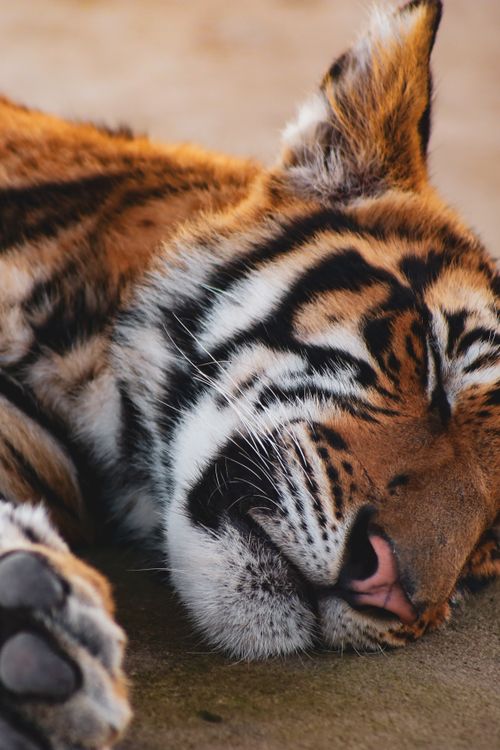 Free A peaceful close-up of a sleeping tiger showcasing its majestic stripes, taken outdoors. Stock Photo