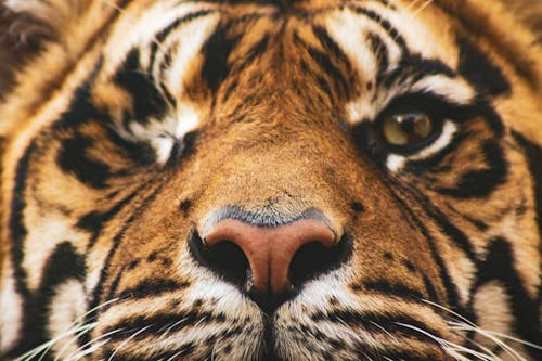 Close-up of the Face of a Tiger 