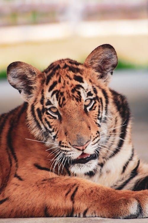 Close-up of a Tiger