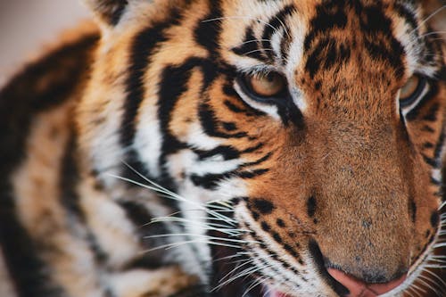Close-up of the Face of a Tiger