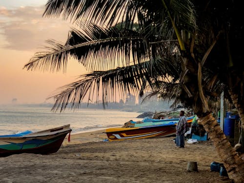 Free Palm Tree and Boats on Beach Stock Photo