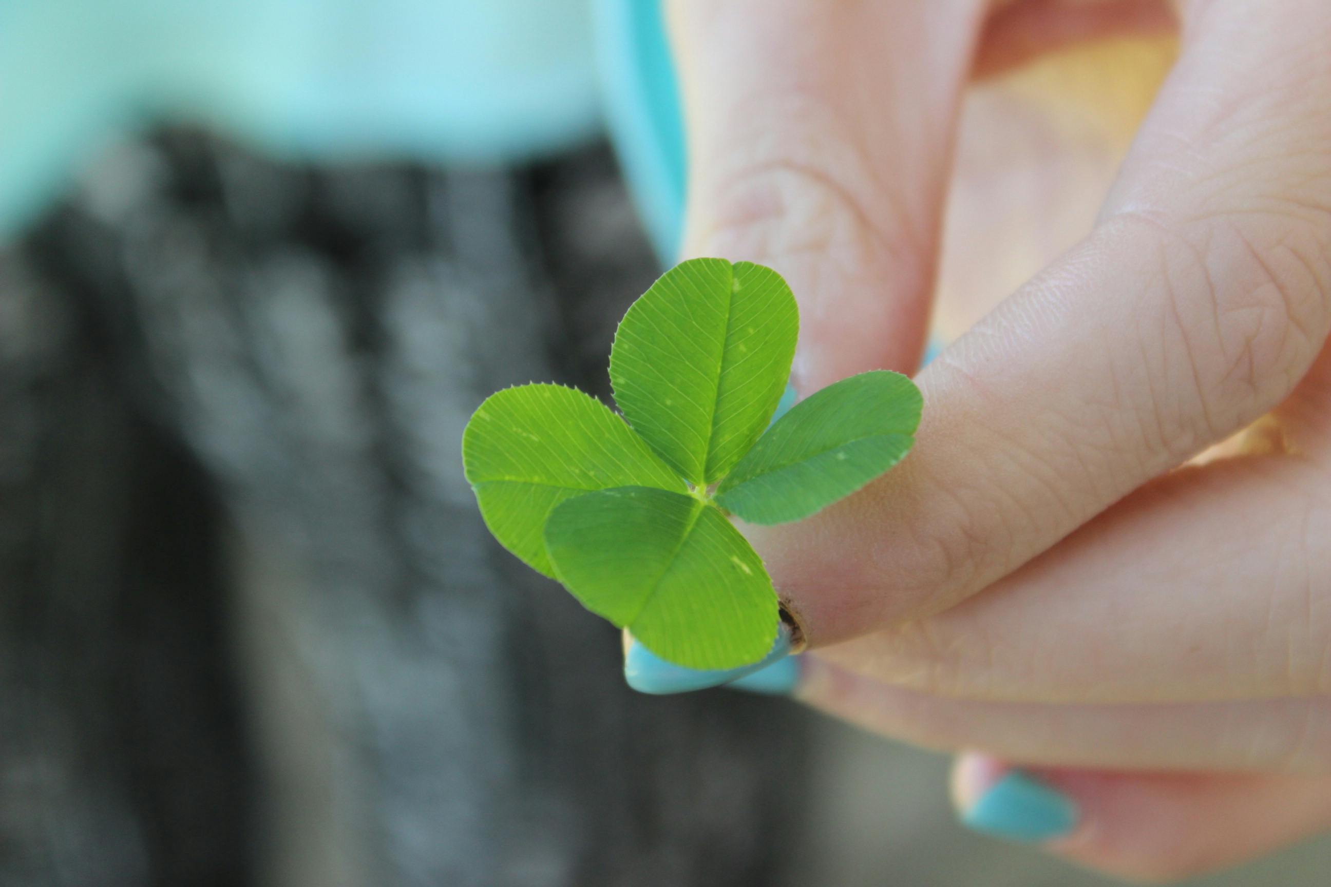 free-stock-photo-of-4-leaf-clover-four-leaf-clover-green