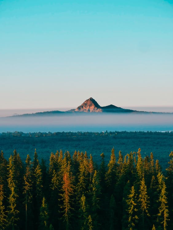 Mountain and Forest View