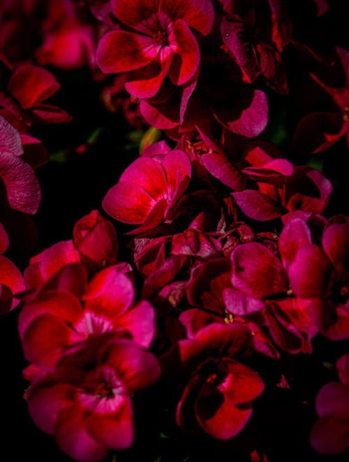 bitkiler, Çiçekler, dikey atış içeren Ücretsiz stok fotoğraf