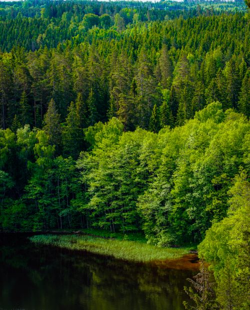 Free Stunning aerial view of a vibrant green forest with a serene lake, showcasing nature's beauty. Stock Photo