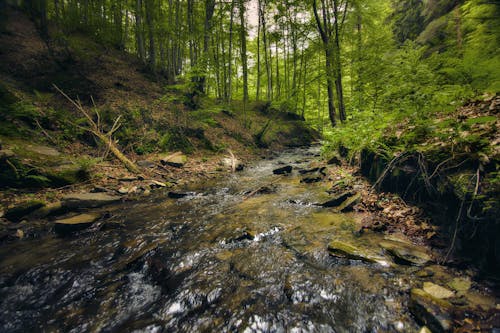 小河, 景觀, 森林 的 免費圖庫相片
