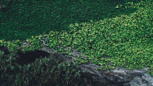 Green-leafed Plants