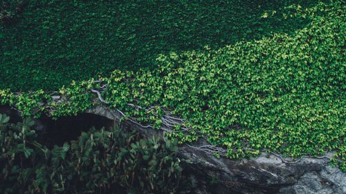 Free Vibrant green ivy envelops a rock wall, showcasing nature's growth and beauty. Stock Photo