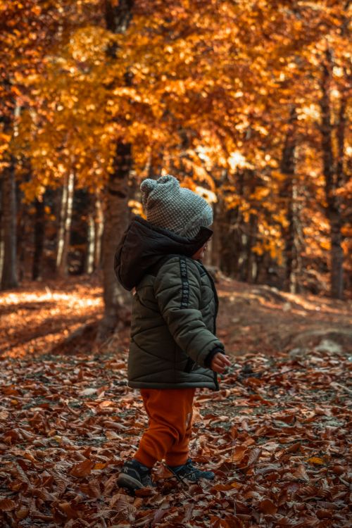 Free A young child in a jacket and hat stands among vibrant autumn leaves in a forest. Stock Photo