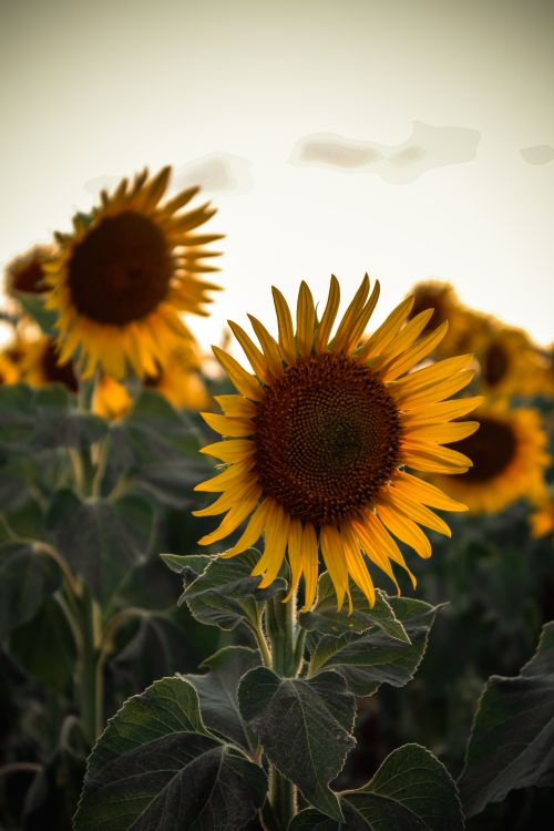 Free Vibrant sunflowers in a field capture the essence of summer at golden hour. Stock Photo
