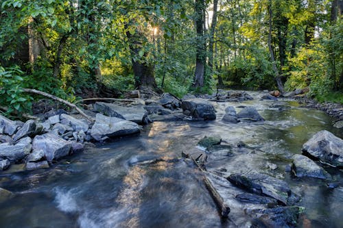 Kostenloses Stock Foto zu bäume, felsen, fließendes wasser