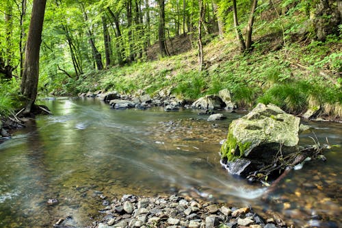 Fotos de stock gratuitas de agua que fluye, arboles, bosque