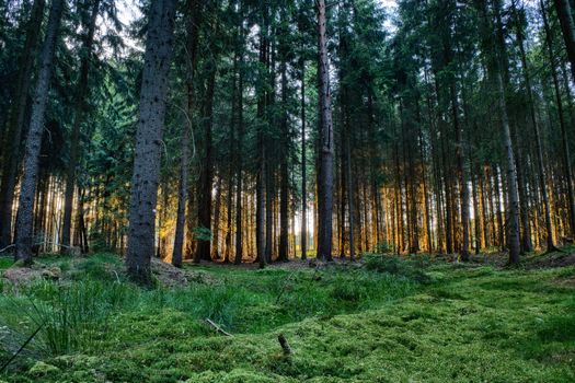 Scenic view of sunlit forest in Zbraslavice, Czechia, capturing the serene beauty of nature.