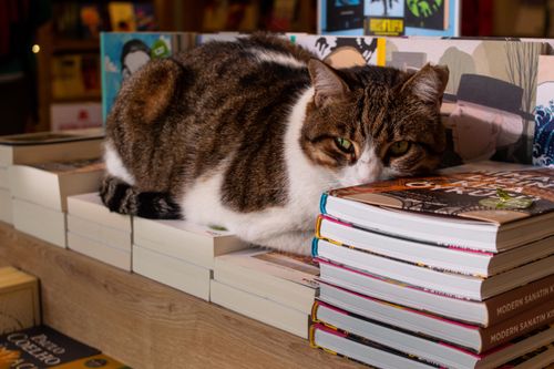 Free A cozy tabby cat resting on books in an Istanbul bookstore, perfect for pet lovers. Stock Photo