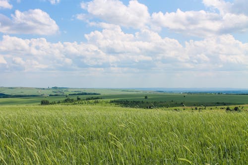 Foto d'estoc gratuïta de camp, natura, planes