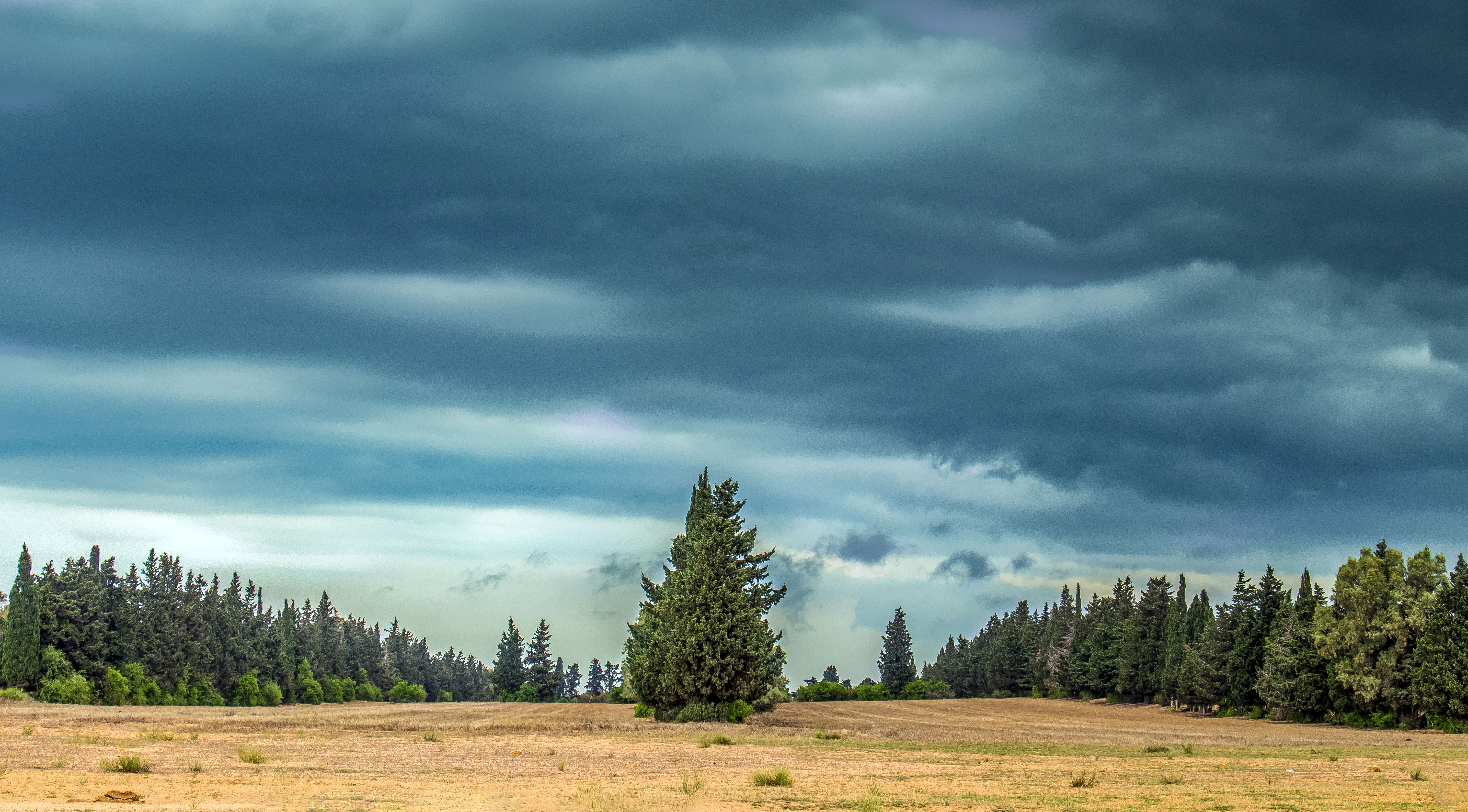 Storm Clouds over Evergreen Trees · Free Stock Photo