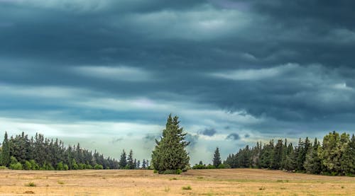 Storm Clouds over Evergreen Trees