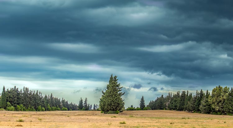 Storm Clouds Over Evergreen Trees