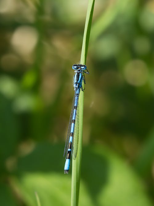 Dragonfly on Stem