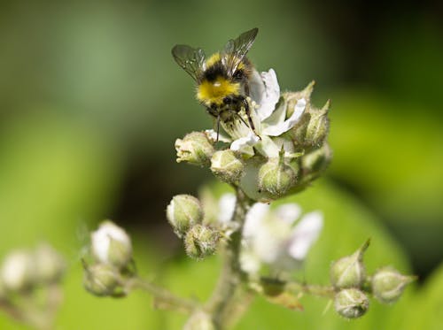 Bee on Flower