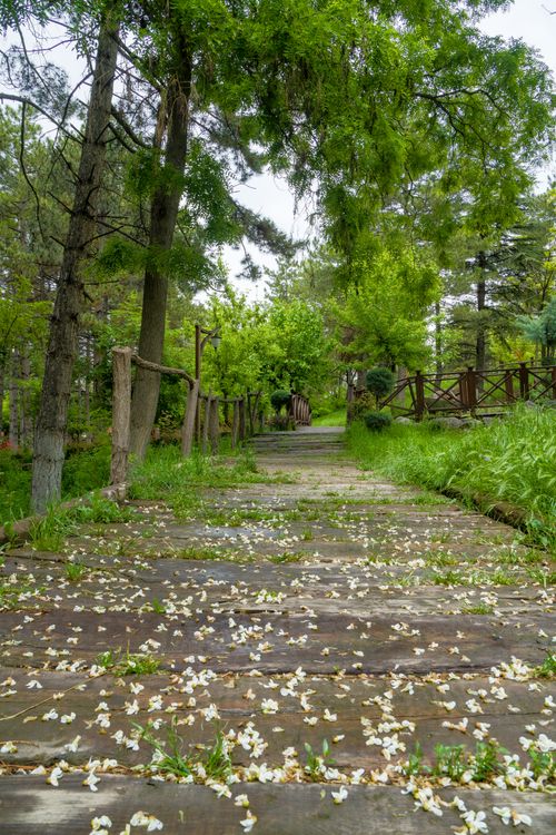 Free A serene wooden boardwalk in a park surrounded by lush green trees and scattered flower petals. Stock Photo