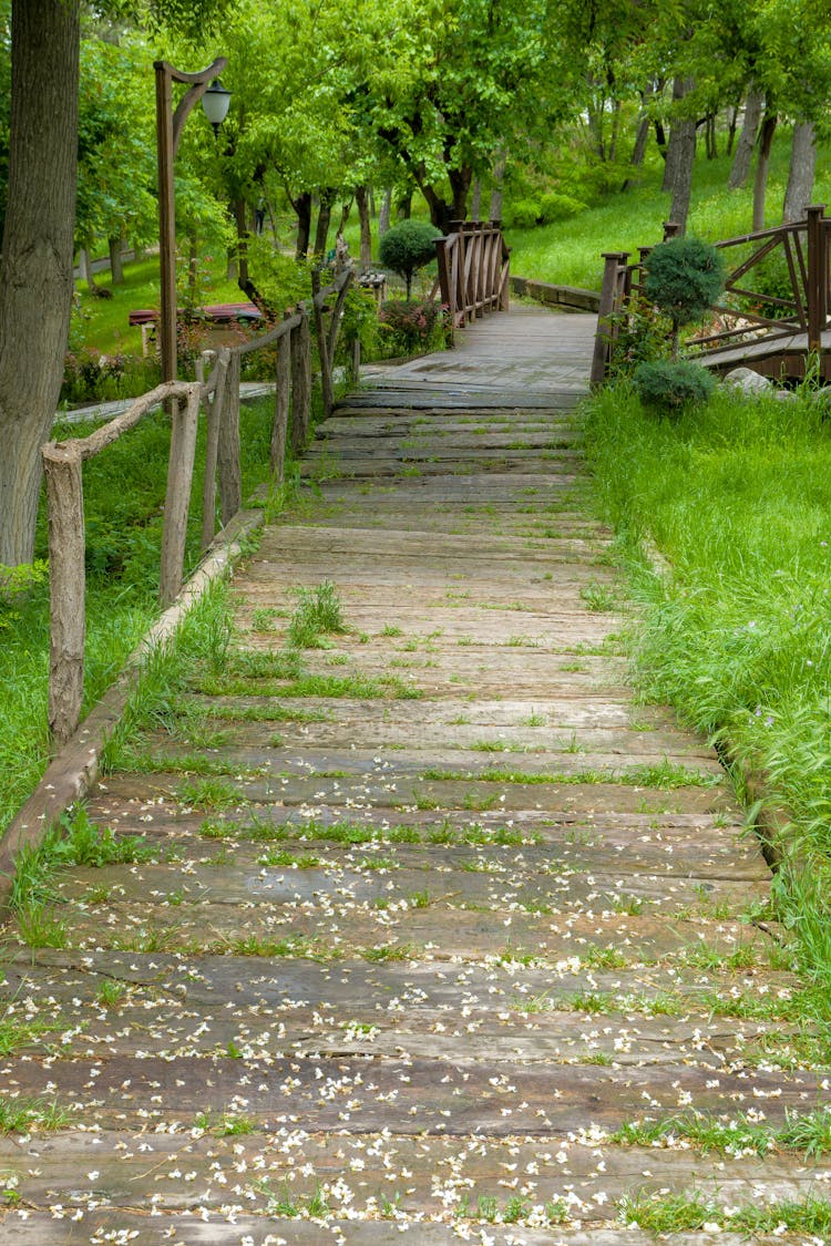 Trail Through Park In Summer