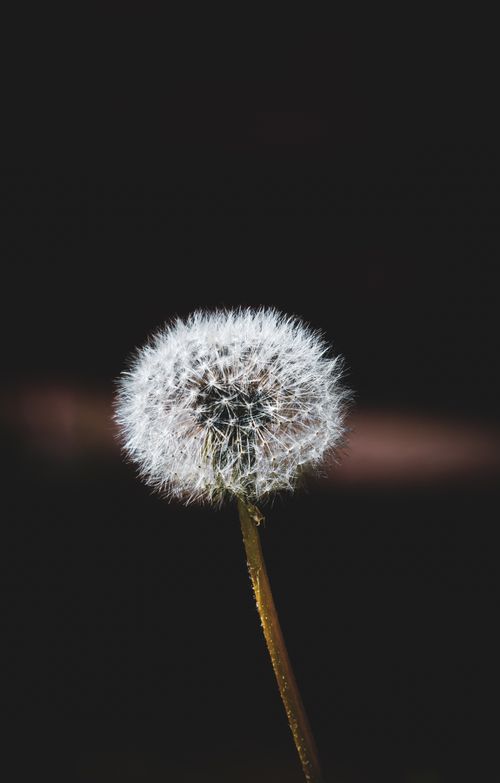 Free Captivating close-up of a dandelion head, showcasing fine details against a dark background. Stock Photo