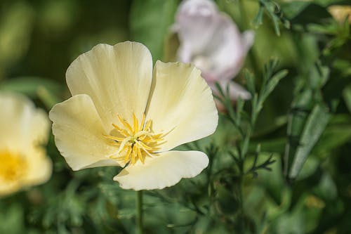 Sarı Petaled çiçeğin Seçmeli Odak Fotoğrafı