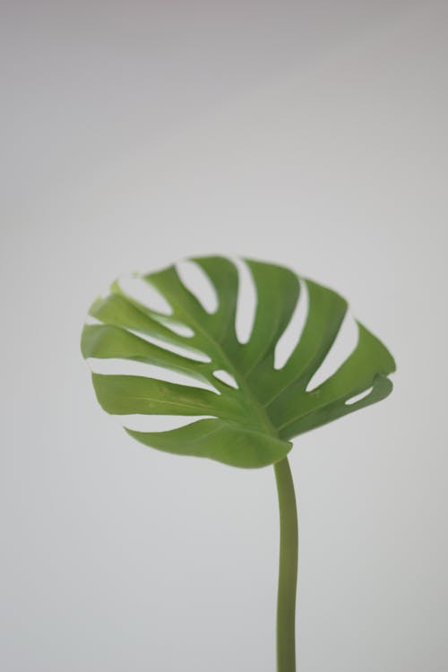 Green Plant Leaf