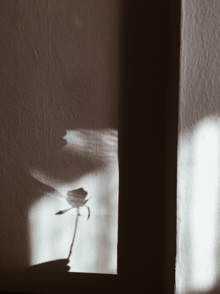 Flower Shadow On Wall