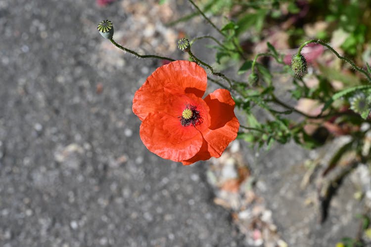 Red Poppy Flower