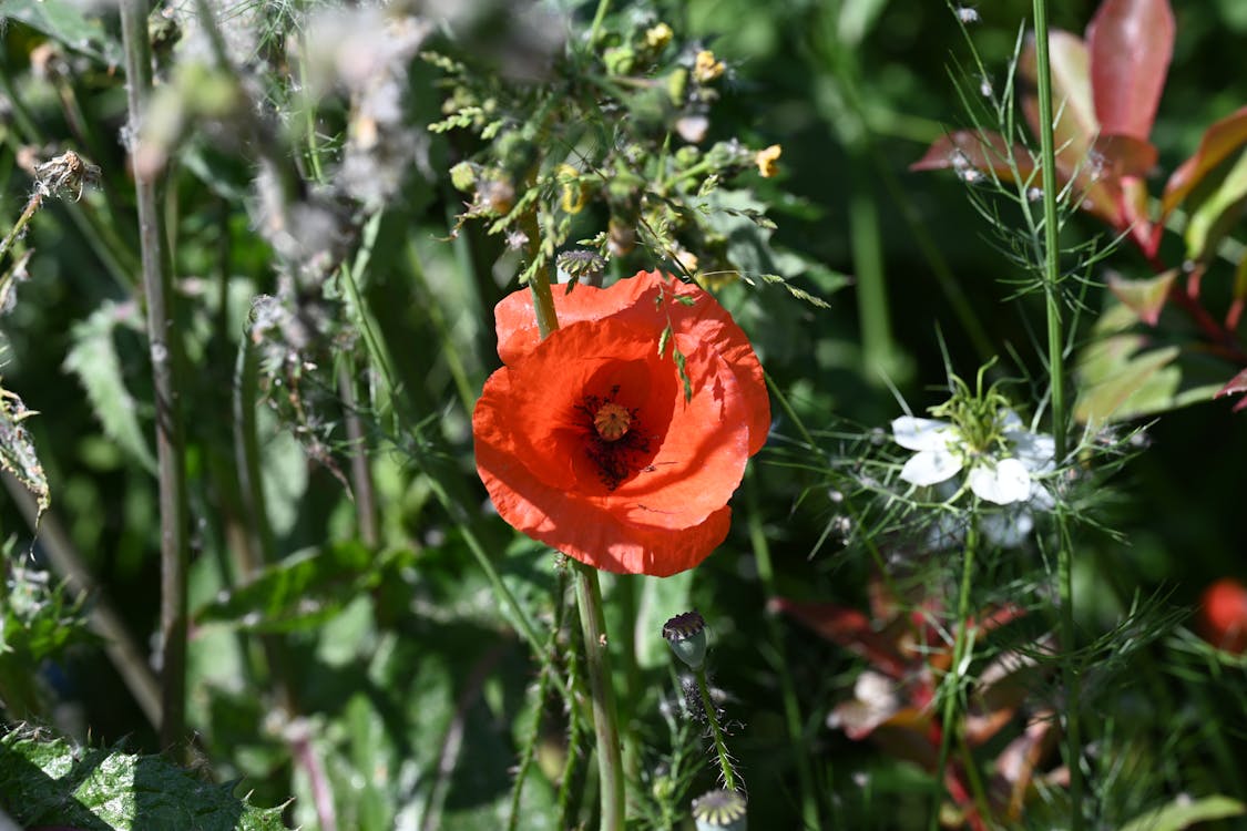 Red Poppy Flower