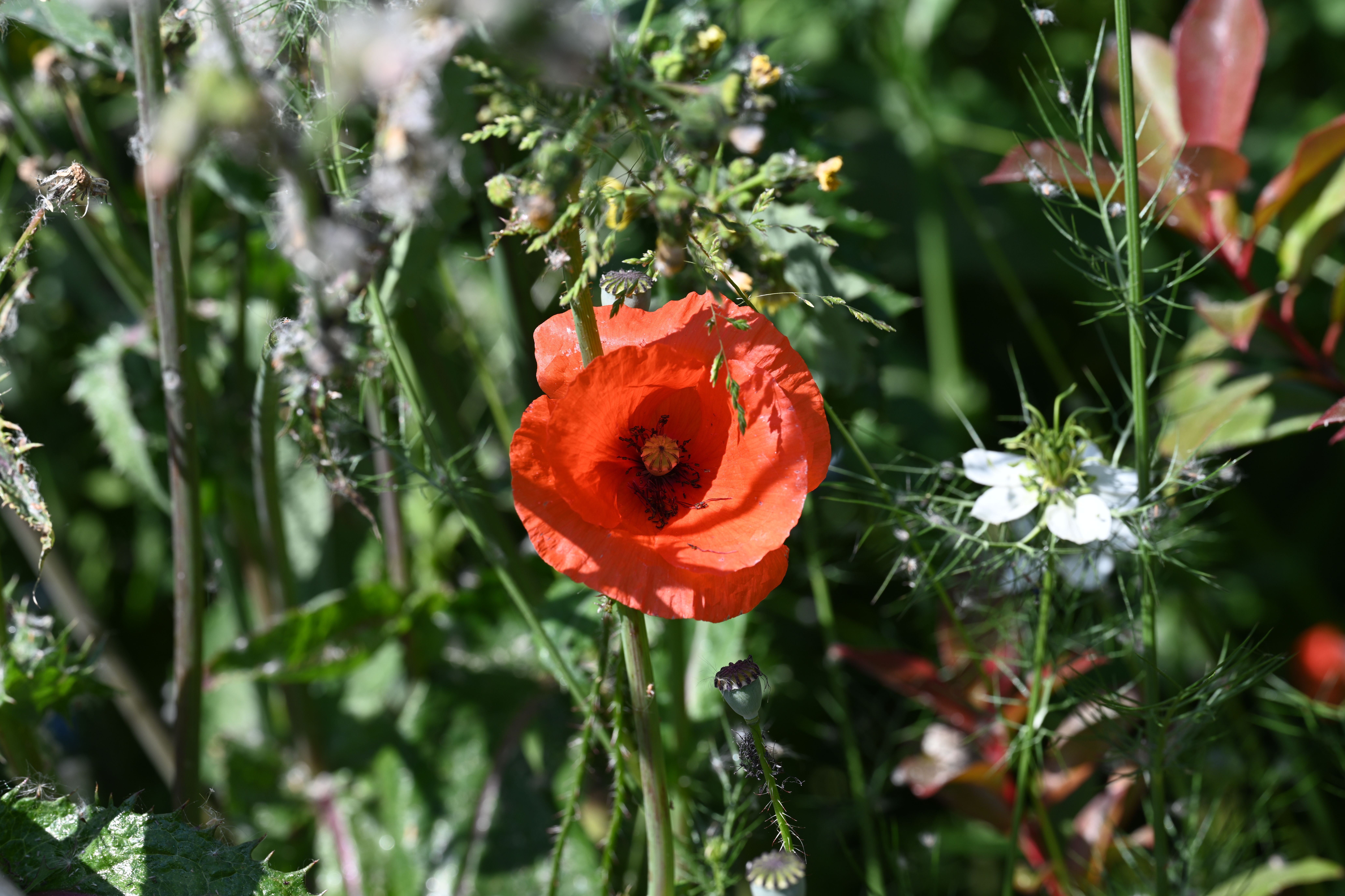 A single red poppy is growing in a field · Free Stock Photo