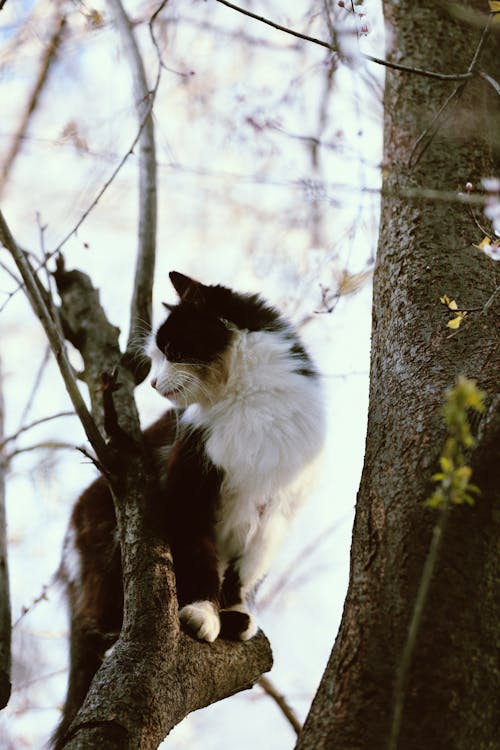 Cat on Tree Branch