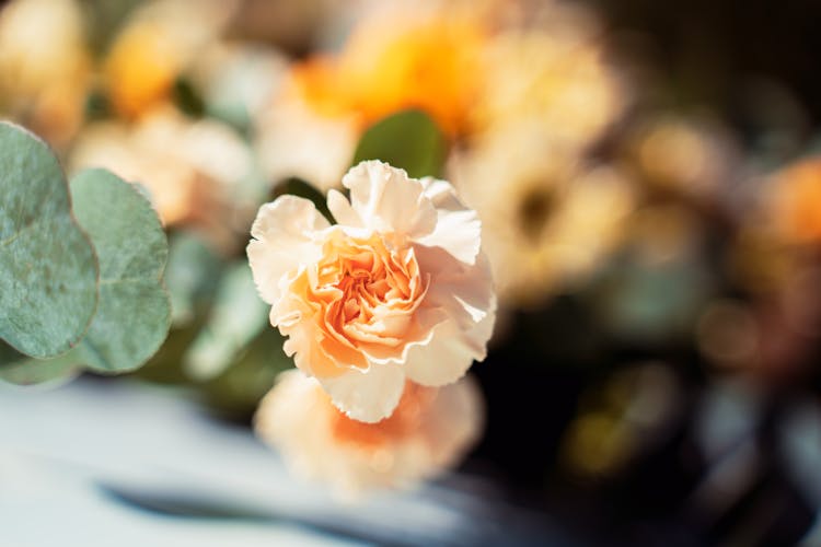 Orange Rose Flower