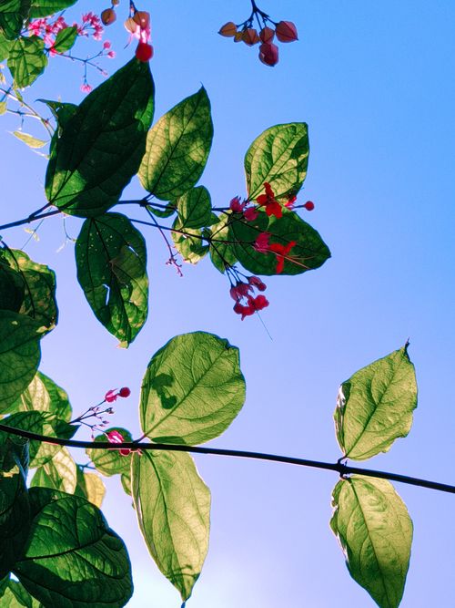 Free Lush green leaves and red flowers bask in bright sunlight, showcasing nature's beauty. Stock Photo